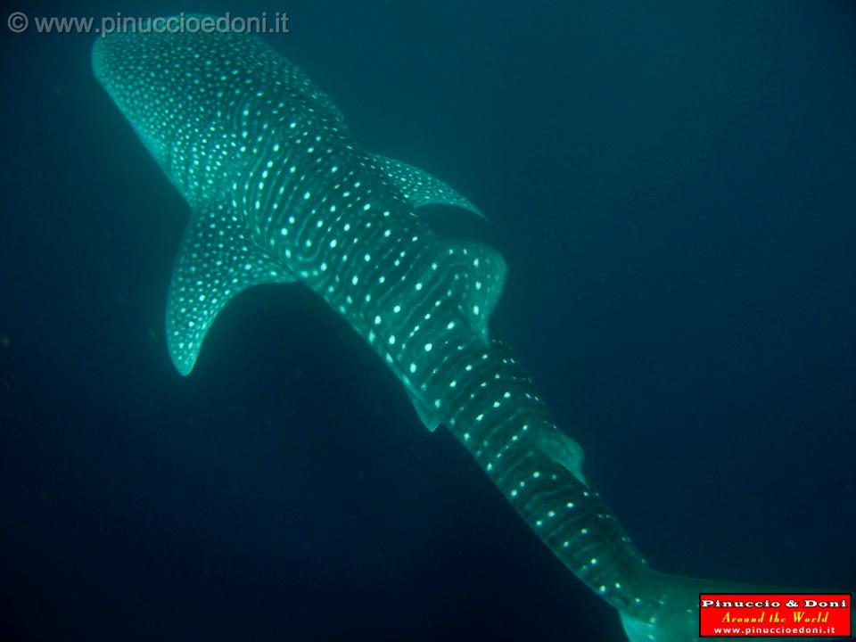 Djibouti - Whale Shark - 06.jpg